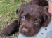 Beautiful Sprocker puppies