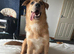 Koda 18 wk male puppy