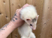 Semi angora kit hob