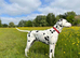 Stunning dalmatian puppys