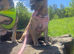 6 month old female puppy