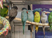 Baby Ringneck Parrots