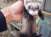 Female Baby Ferrets - 2 for &pound;100