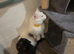 Maine coon x Scottish fold