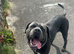 Cane corso.