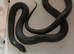 adult mexican black kingsnakes