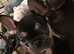 Adorable french bulldog puppy's