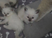 Blue point ragdolls