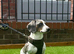Miniature dachshund puppies