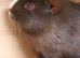 Chocolate red eyes make guinea pig