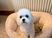 Beautiful Maltese female