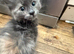 Stunning ragdoll kittens rare flame lynx & blue tortie females