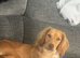 4 Gorgeous Cocker Spaniel puppies (females) - Forever Homes Wanted
