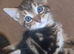 3 beautiful boy kittens ready for new homes