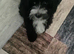 Beautiful Black & White Maltipoo Female Puppy – Loving Home Wanted