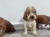 Ready to leave in 4 days Outstanding cocker spaniel