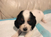 Sprocker pups for sale