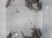 Baby blue tongue skinks for sale