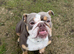 Spayed female English bulldog
