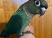 Hand raised green cheek conure