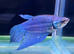 Male Betta's