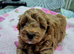 .️ Stunning F1 Maltipoo Puppy &ndash; Ready for His Forever Home