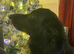 Zips. Older girl looking for forever home