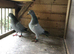 2 BARLESS BLUE COCKS