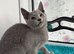 Loving, cuddly pedigree Russian Blue