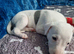 Heart and Health Tested White and blue parti coloured Whippet Pups.