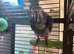African Grey