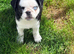Panda pug girl