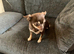 Stunning girl chihuahua needs 5 star home