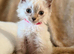 Ragdoll x