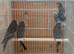 Blackface Budgies