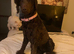 Kc reg health tested standard male