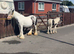 Mare & foal cob