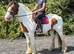 15.2H - 17 Yo - Skewbald - Cob - Mare - Pleasure Horse