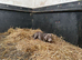 Silver Labrador kc reg bitch