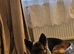 Female German shepherd un neutered