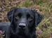 3 beautiful labrador puppies for sale