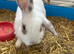 Female rabbit