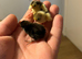 Day old button / Chinese painted quail chicks for sale in Weston super mare