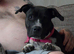 Roxy - staffy mix - needing a loving home asap
