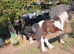 Beautiful, sensible cob brothers for loan in Rainham, Essex