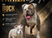 REDUCED!!!Both vaccines ready now! Olde English bulldogs olde tyme bulldogs