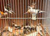 Bengelese silver bill + 2zebra finches 28 in total