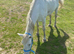 15hh Appaloosa gelding