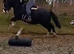 Quality section C gelding
