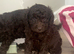 Fully health checked Cockapoo puppies